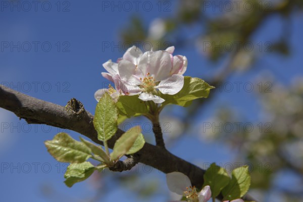 Flower of the European wild apple (Malus sylvestris), near Confrides, Province of Alicante, Costa