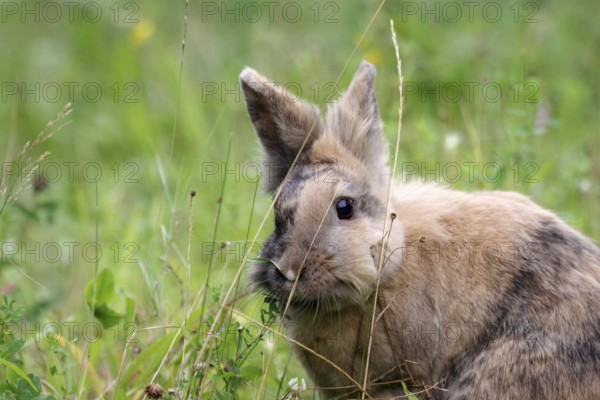 Close-up, Domestic rabbit (Oryctolagus cuniculus forma domestica), Rabbit, Pet, Cute, Grass,