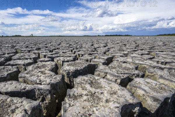 Cracked earth, heavily dried out Zicksee, Lake Neusiedl-Seewinkel National Park, Burgenland,