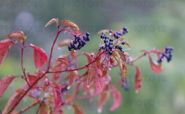 Common dogwood (Cornus sanguinea), Germany, Europe