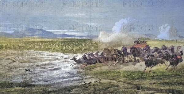 Herds of wild animals on the plains of Vaal River, zebra, antelope and wildebeest fleeing from