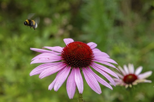 Pink coneflower (Echinacea), flying bumblebee, Glücksburg, Schleswig-Holstein, Germany, Europe