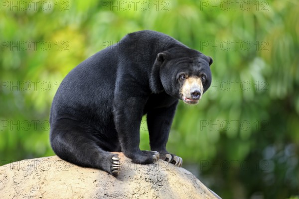 Malayan Sun Bear (Helarctos malayanus), male (Ursos malayanus)