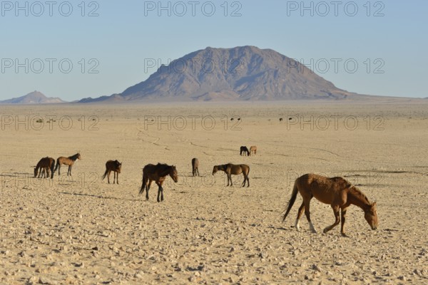 Desert Horses, Namib desert horses (Equus ferus) in the desert, herd near the waterhole of Garub,