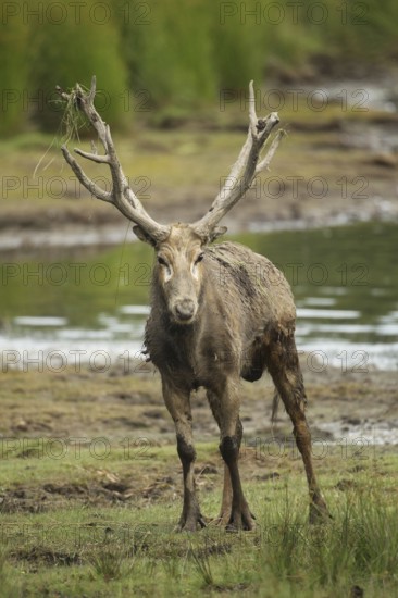 Père david's deer (Elaphurus davidianus) standing on the shore of a lake, captive, southern Sweden,