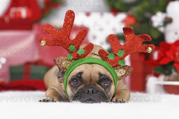 Reindeer Christmas costume dog. Cute French Bulldog wearing antlers in front of seasonal decoration