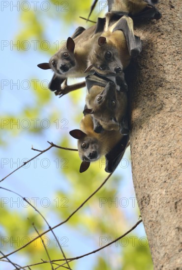 Straw-coloured Fruit Bats (Eidolon helvum) on a tree, Kasanka National Park, Zambia, Africa
