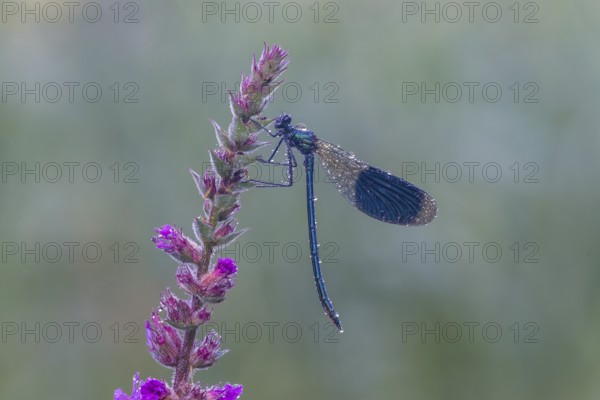 Banded Demoiselle (Calopteryx splendens), Upper Austria, Austria, Europe