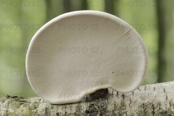 Birch pore fungus (Fomitopsis betulina, Piptoporus betulinus), underside, North Rhine-Westphalia,