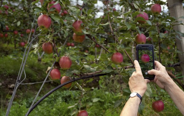 Woman photographed with smartphone, mobile phone, apple variety Elstar, apple orchard, orchard,