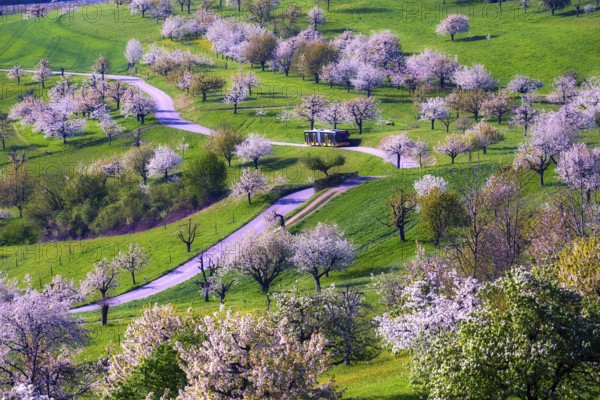 Postbus amidst blossoming cherry trees (Prunus avium), orchard in spring, Canton Solothurn,