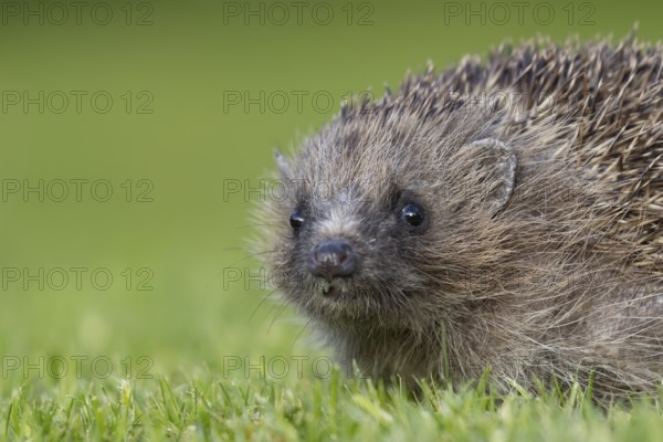 European hedgehog (Erinaceus europaeus) adult animal on a garden lawn, England, United Kingdom,