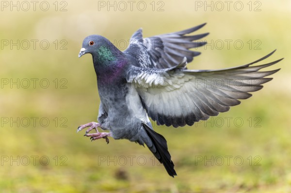 City dove (Columba livia forma domestica) in flight, wildlife, Germany, Europe