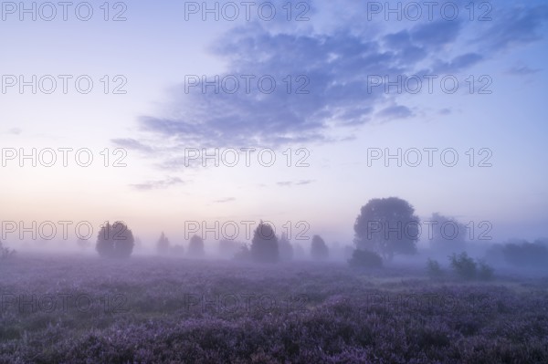 Heath landscape, flowering common heather (Calluna vulgaris), in front of sunrise, morning mist,
