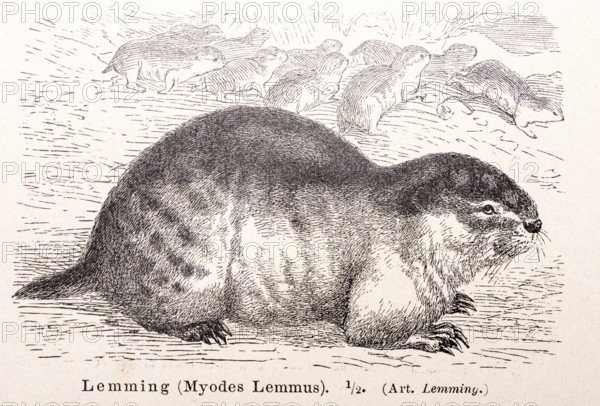 Norway lemming (Lemmus lemmus) (historical name: Myodes Lemmus), one animal in close-up in profile