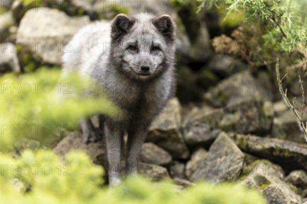 A fox stands between stones in a green forest and seems to be searching or exploring, arctic fox