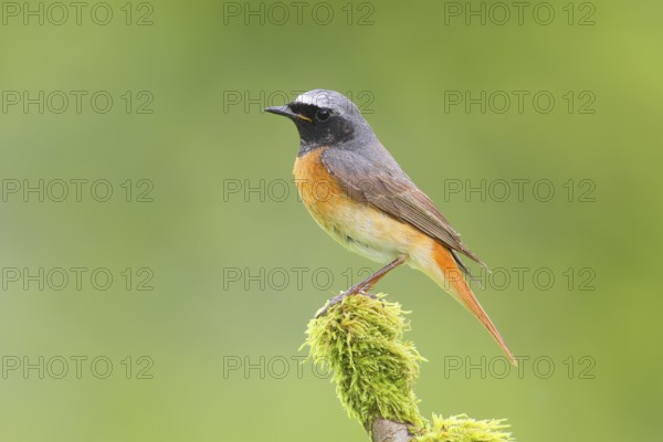 Common redstart (Phoenicurus phoenicurus), male on a moss-covered branch, songbird, wildlife,