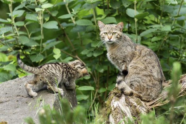 A cat looks at the viewer while a kitten sniffs curiously on a large stone, wild cat (Felis