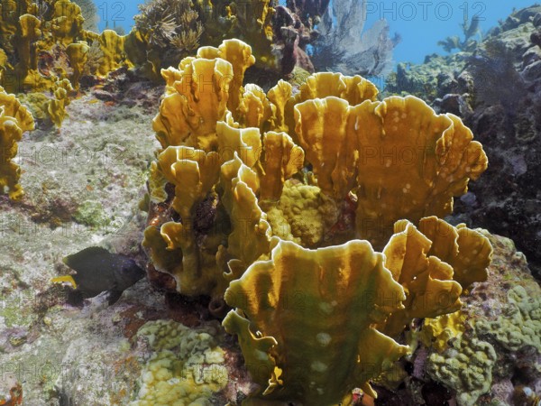 Coarsely structured underwater reef with striking yellow corals, fire coral (Millepora complanata)