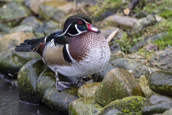 Wood duck (Aix sponsa), Nordhorn Zoo, Lower Saxony, Germany, Europe