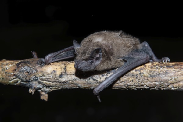 Greater evening bat (Nyctalus Abendsegler) juvenile on a branch, Brandenburg, Germany, Europe