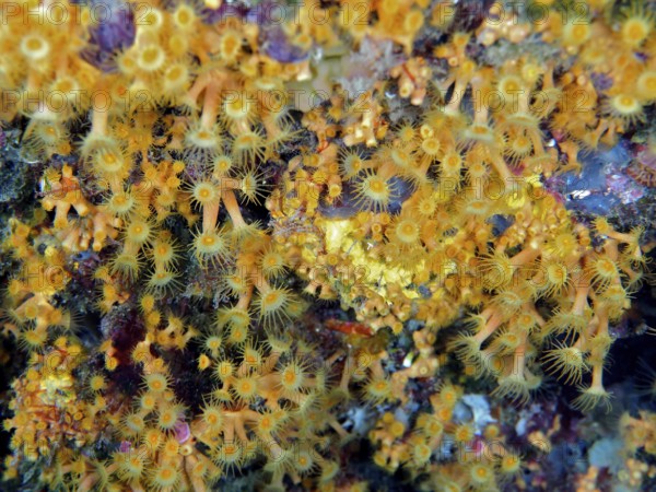Yellow cluster anemone (Parazoanthus axinellae), dive site marine reserve Cap de Creus, Rosas,