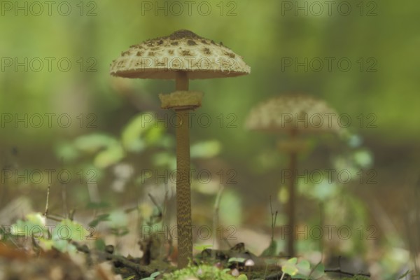 Parasol mushroom (Macrolepiota procera), blurred, forest, Niederjosbach, Eppstein, Taunus, Hesse,
