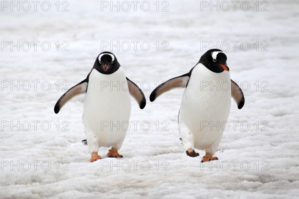 Gentoo Penguin (Pygoscelis papua), couple walking in snow, Antarctica, Half Moon Island, Weddell