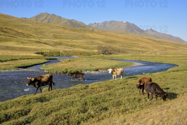 Cows on their summer pasture, West Karakol Valley, Tien Shan Mountains, Naryn region, Kyrgyzstan,