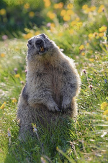 Alpine Marmot (Marmota marmota), Alpine Marmot