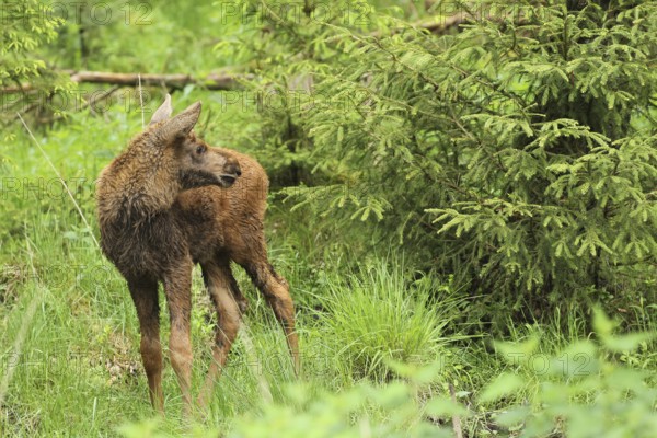Elk (Alces alces) approx. 3 weeks old calf, southern Sweden, Scandinavia
