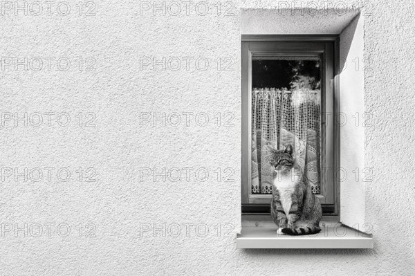 White façade with narrow window, house cat sitting alertly on windowsill in window recess, symbolic