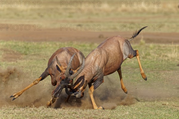 Fight between two Topi lei antelope bulls, Maasai Mara Game Reserve, Kenya, Africa