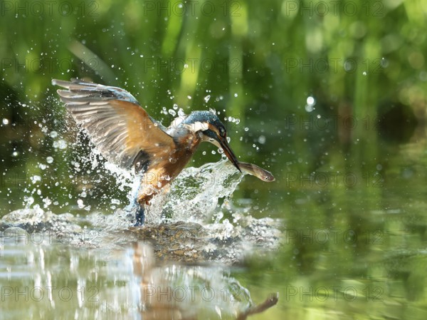Common kingfisher (Alcedo atthis) fishing kingfisher flies up out of the water after hunting with