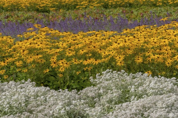Perennial bed with summer flowers, Germany, Europe