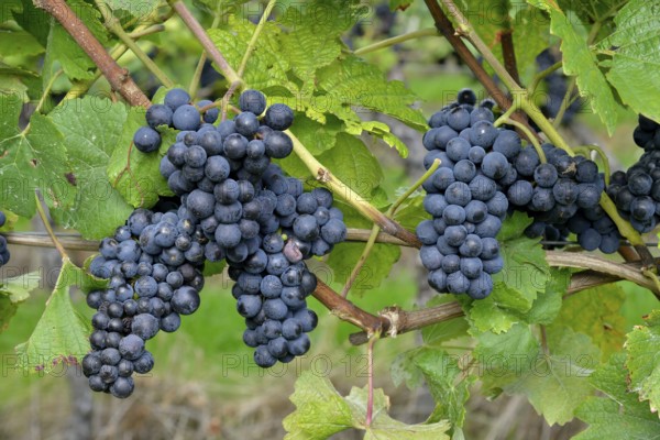Pinot Noir grapes, Baden-Württemberg, Germany, Europe