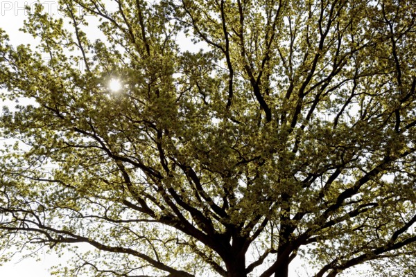 Oak tree (Quercus), tree crown at leaf and flowering time, sun star, North Rhine-Westphalia,