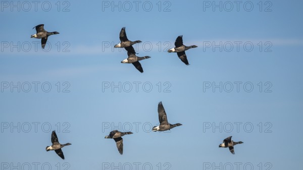 Brent Goose (Branta bernicla), birds in flight on winter sky