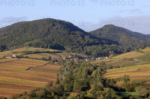 Vineyards in autumnal colours 2022 near Landau in der Pfalz, Southern Wine Route, Palatinate