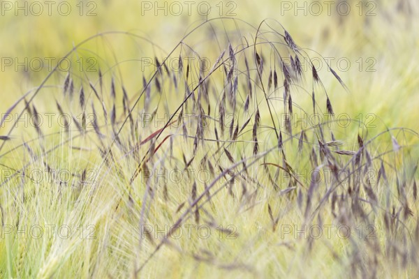 Cereal field, sweetgrass barren brome (Bromus sterilis) growing between barley (Hordeum vulgare),