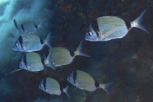 Common two-banded seabream (Diplodus vulgaris) in the Mediterranean near Hyères. Dive site marine