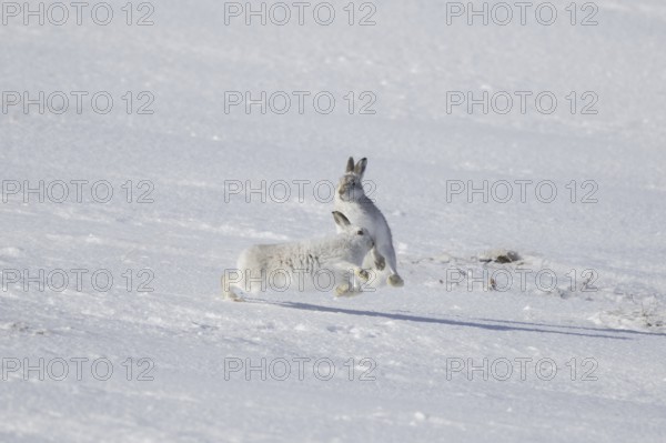 Fighting mountain hare (Lepus timidus), Alpine hares, snow hare female in white winter pelage