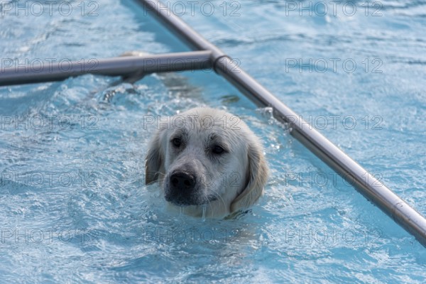 Golden Retriever in the open-air swimming pool, dog swimming day, Magdeburg, Saxony-Anhalt,