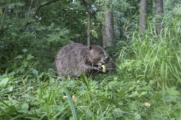 European beaver (Castor fiber) eating apple on the bank of a pond, Allgäu, Bavaria, Germany, Europe