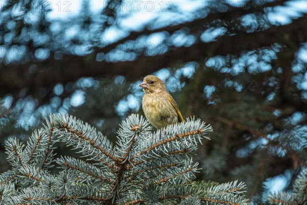 European greenfinch (Chloris chloris) female, Lower Austria, Austria, Europe