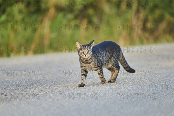 Domestic cat (Felis catus) walking on a street, Bavaria, Germany, Europe