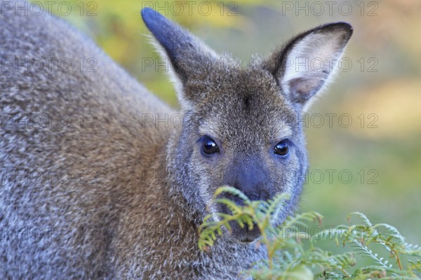 Red-necked wallaby (Notamacropus rufogriseus), head portrait, looking at camera, hiding behind