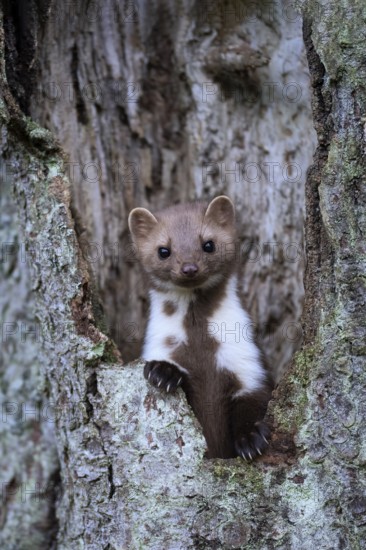 Beech marten (Martes foina), Bitburg, Rhineland-Palatinate, Germany, Europe
