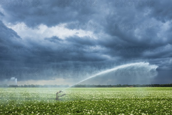 Irrigation, potato field near Zarrentin, Mecklenburg-Western Pomerania, Germany, Europe