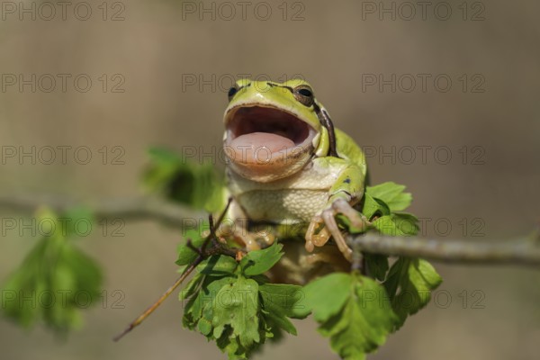 European Tree Frog (Hyla arborea), Burgenland, Austria, Europe